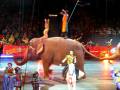 Ringling Bros Circus