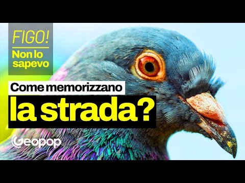 How do carrier pigeons know where to go and find their way home?