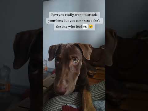 I cannot complain 🥹😤. #funny #dog #youtube #halfdoberman #foryou