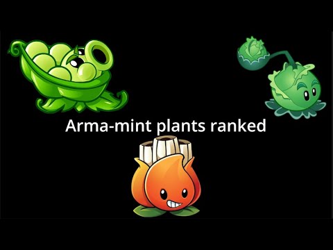Arma mint plants ranked