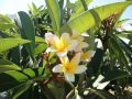 Plants Of The Yards Of South West Florida Starting With The Letters F And G
