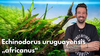 Echinodorus uruguayensis „africanus“  | Liquid Nature Pflanzenvorstellung