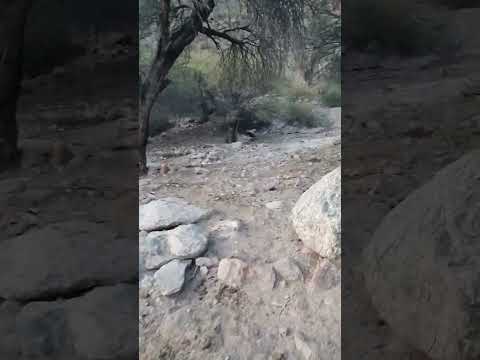 Aguada en bordo de la chilca ,sierra del paiman ,ruta 40 ,famatina - antinaco ,la rioja ,ARGENTINA..