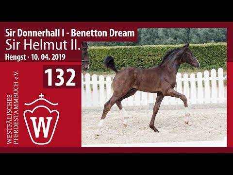 132 Sir Helmut der II. Hengst v. Sir Donnerhall - BenettonDream