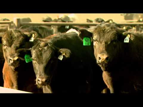 Angus VNR: Feed cattle longer in today's market
