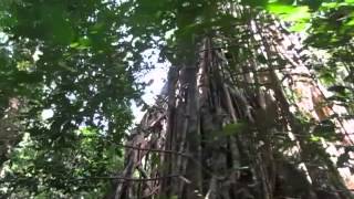 preview picture of video 'Cathedral Fig Tree in Far North Queensland'