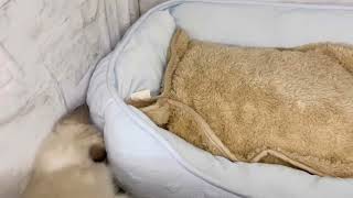 ラグドールの動画01