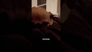 【モントリオールパグ】 What Our Pugs Do All Day 🐶🏠😂