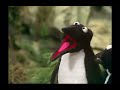 The Muppet Show 320 Sylvester Stallone Hawaiian War Chant 1979
