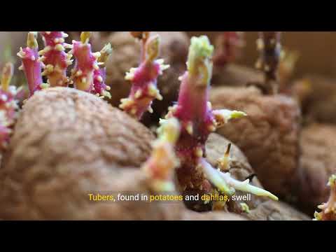 Understanding Specialized Plant Structures: Rhizomes, Tubers, Thorns & More