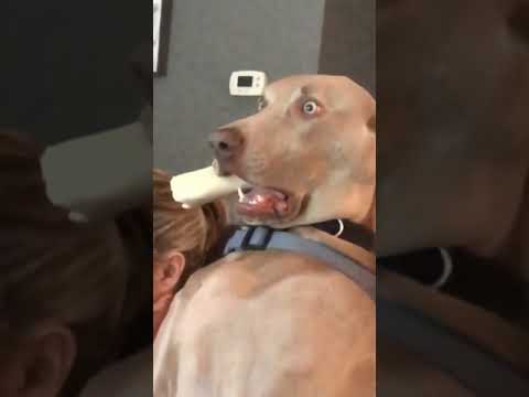 This Dog Is Terrified For His Life ! TikTok hadoglove