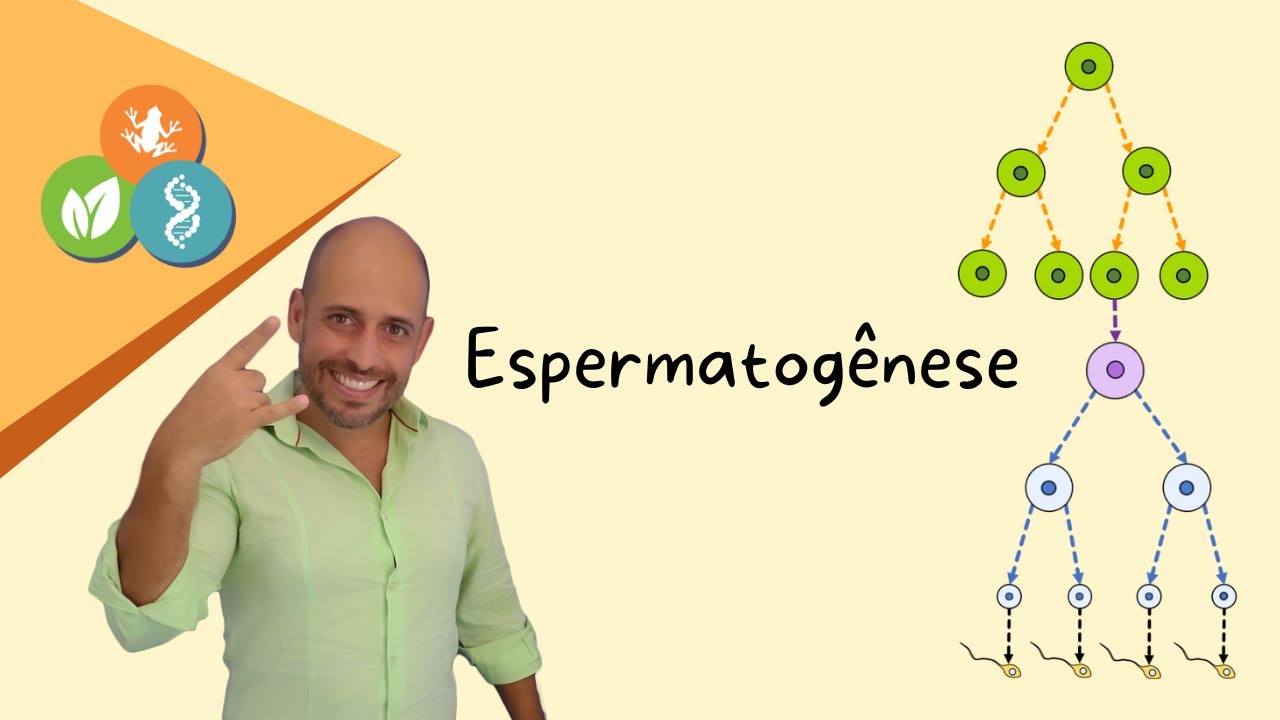 Espermatogênese