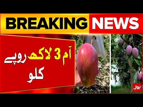Miyazaki Mango Now Grown in Karachi | World's Most Expensive Mango | Worth Rs 3Lac per Kg | BOL News
