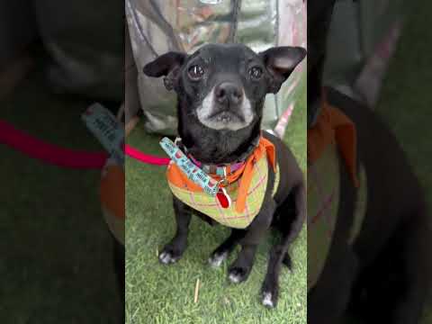 Slick Rick , an adoptable Chihuahua & Chiweenie Mix in Los Angeles, CA_image-1