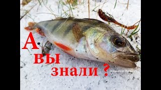 Отчеты с рыбалок киевская область