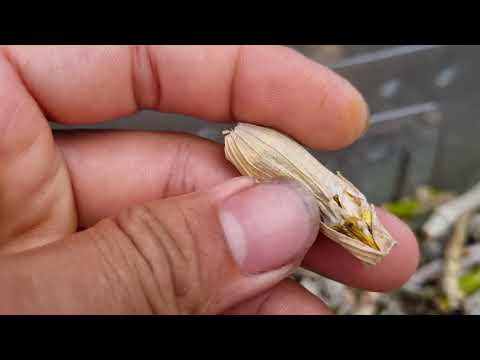 Cách ươm kie phi điệp trái vụ.