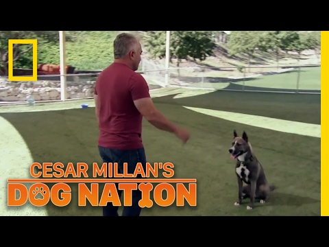 学習制御｜シーザー・ミランの犬の国 (Learning Control | Cesar Millan's Dog Nation)