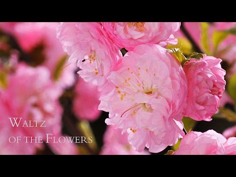 BLOOMING FLOWERS - TIME LAPSE - Watch Flowers Bloom Before Your Eyes