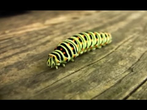 Epos Dei. Die geheimnisvolle Ordnung hinter den Dingen. alexander lauterwasser