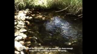 Bonneville Cutthroat Trout