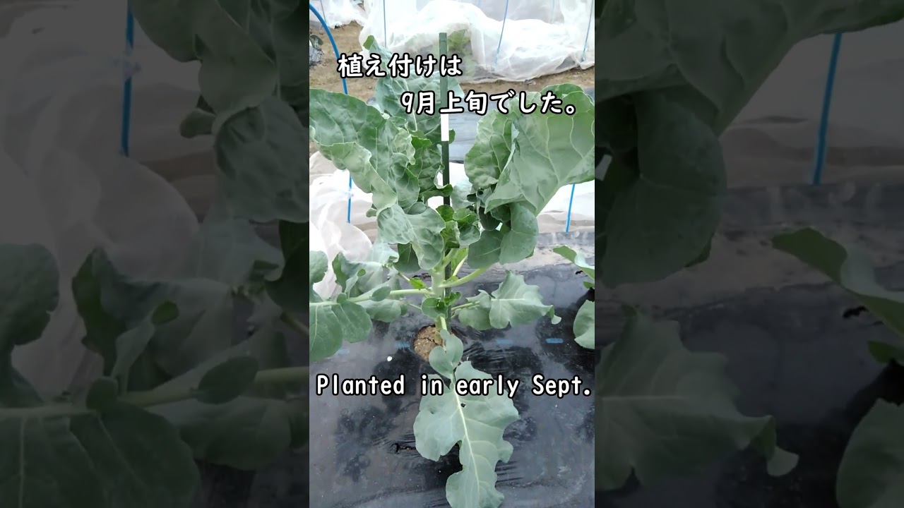 カブ、茎ブロッコリー、キャベツの栽培 #shorts
