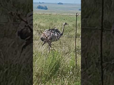 #Ñandú camino entre Sarandí de Arapey y Fernández , departamento de Salto 🇺🇾 . Videitos .