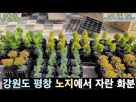 2023-32 트리웰화분으로 평창에서 노지 재배한 서양 조경수들 택배 발송 시작합니다.