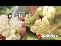 Video for Song TJS-65