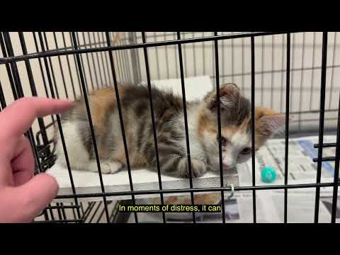 Find Clarity in Chaos