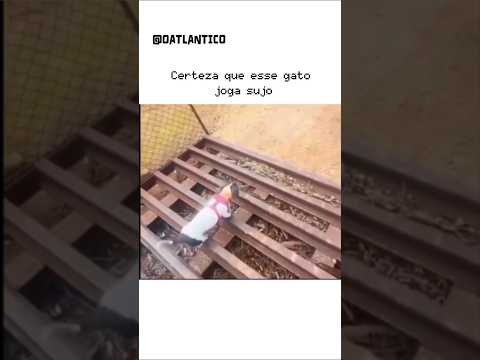 ESSE GATO TA ROUBANDO CERTEZA...😂🐈‍⬛🐶 #gatos #cachorro #humor #comedia #shorts #viral