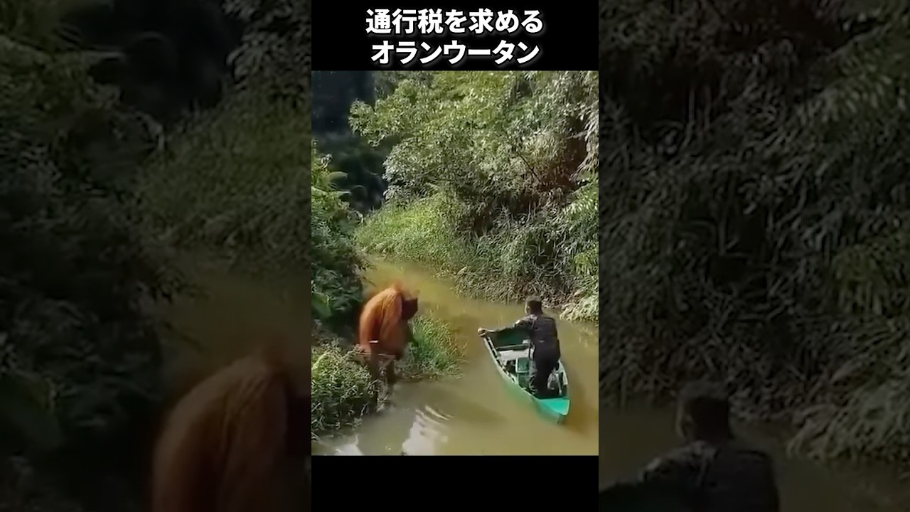 オランウータンの関所