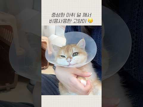 중성화 마취 덜 깨서 비몽사몽 냥이..