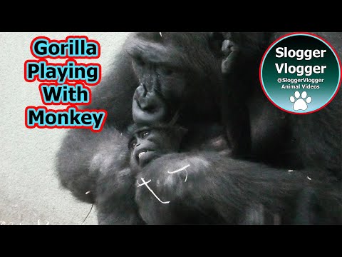 Interspezies-Dynamik-Beobachtungen im Zoo du Bassin d'Arcachon