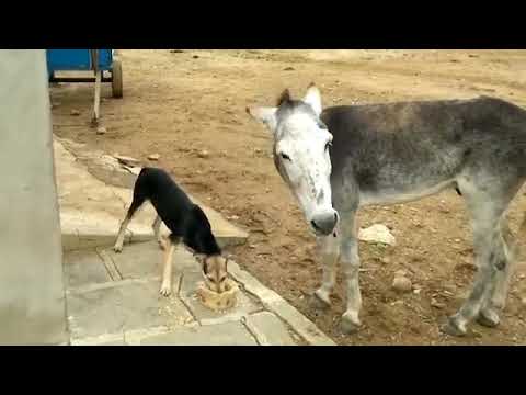 Dog and Don-Key😁😁😁