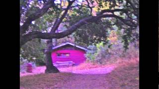 Skip James-Cypress Grove Blues