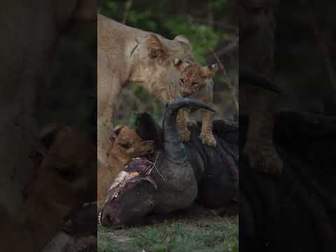 Video: Safari Notturno senza Jeep in Zambia APRILE  Safari a piedi di notte con visori a infrarossi  l