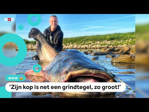 Record! Man vangt 'monstervis' van bijna 2,5 meter