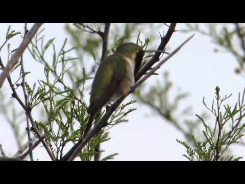 Lucifer Hummingbird (Calothorax Lucifer) Male and Female Sitting on Limb - Christmas Mountains