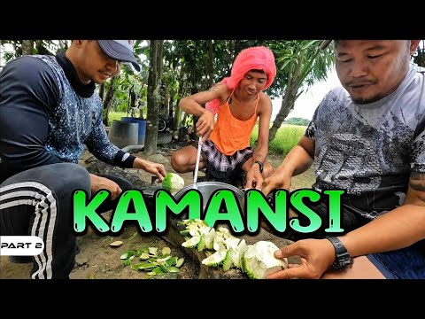 P2-PANGUNGUHA AT PAGLUTO NG KAMANSI KASAMA SI NALDITA - EP1147