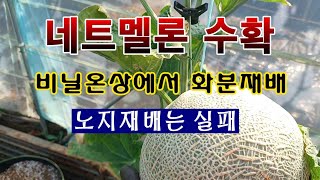 [텃밭농부 1,623]  네트멜론 수확.  화분에서 성공. 노지재배는 실패 #멜론재배