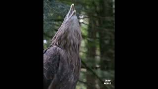 Download lagu suara elang #shorts #shortsfund mp3