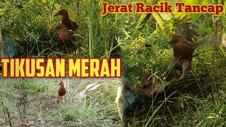 Download lagu Jerat tancap mikat tikusan merah penghuni semak belukar yang ganas @robbychandra mp3