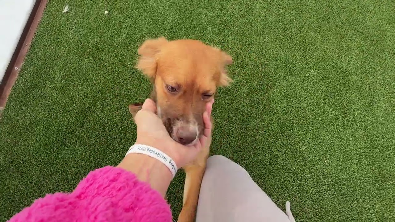 Enlarge The Little Fox‑Lookalike With a Big Heart, a Adoptable mixed breed in Austin, TX video 2/5