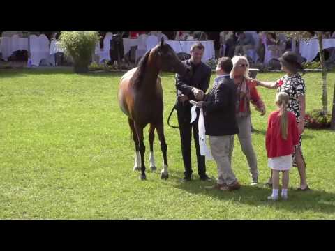 3 rd place N.147 LC FARFALLA - Ströhen 2017 Int B-Show - Senior Mares Championship (Class R)