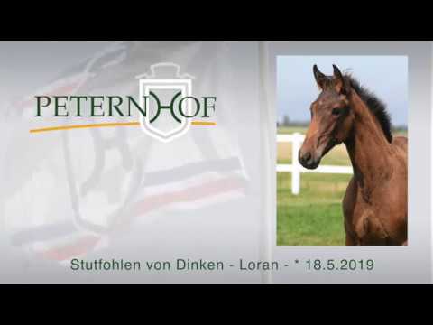 Stutfohlen von Dinken x Loran