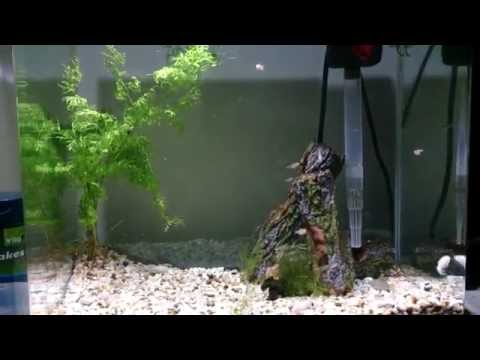 Small tank set up (cory, betta, endlers, redtail shark, glowlight tetra)