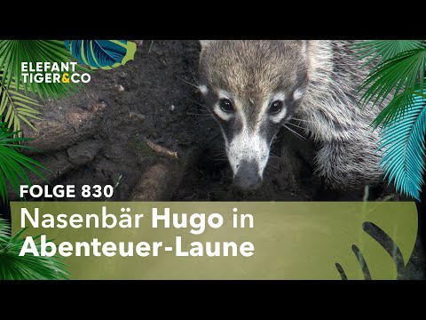 Hugo im Paradies (Folge 830) | Elefant, Tiger & Co. | MDR