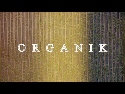 Dr. ZO - Organik [Official video 2023]