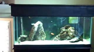 Part 1 - DIY Saltwater Aquarium Plumbing Setup - Basement Sump