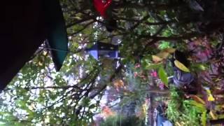 Hummingbird call to feeder